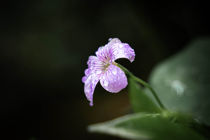 雨后紫花 清新自然图片