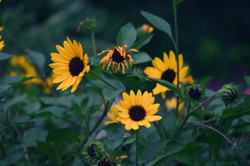夏日向日葵的绽放图片