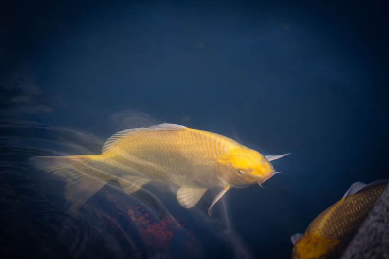 水中金鱼悠然游动图片