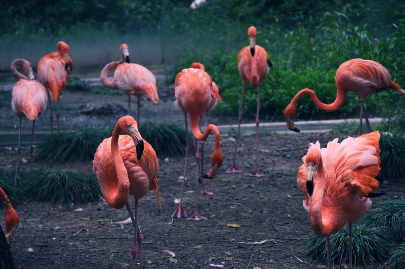 粉红火烈鸟的宁静时光图片