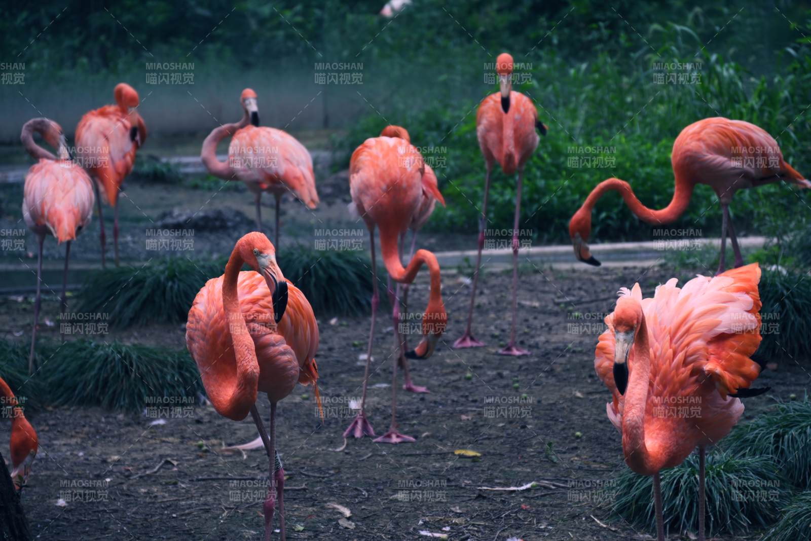 粉红火烈鸟的宁静时光图片