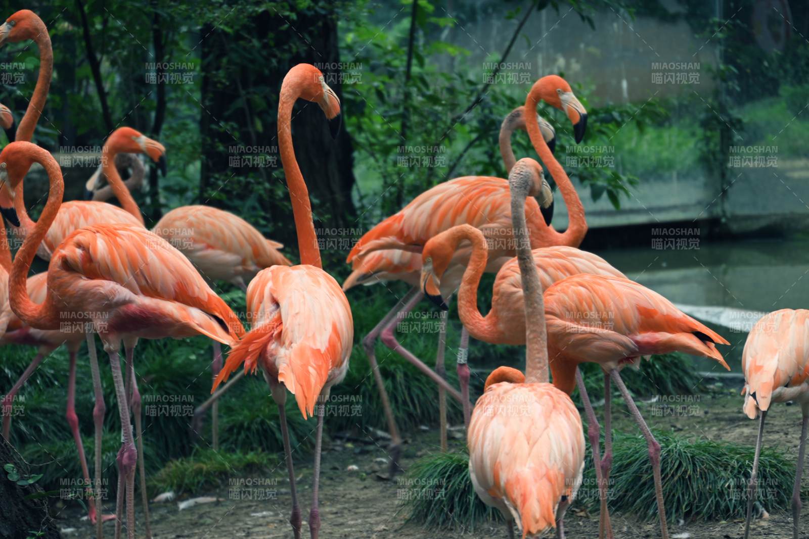 粉红火烈鸟群聚湿地图片