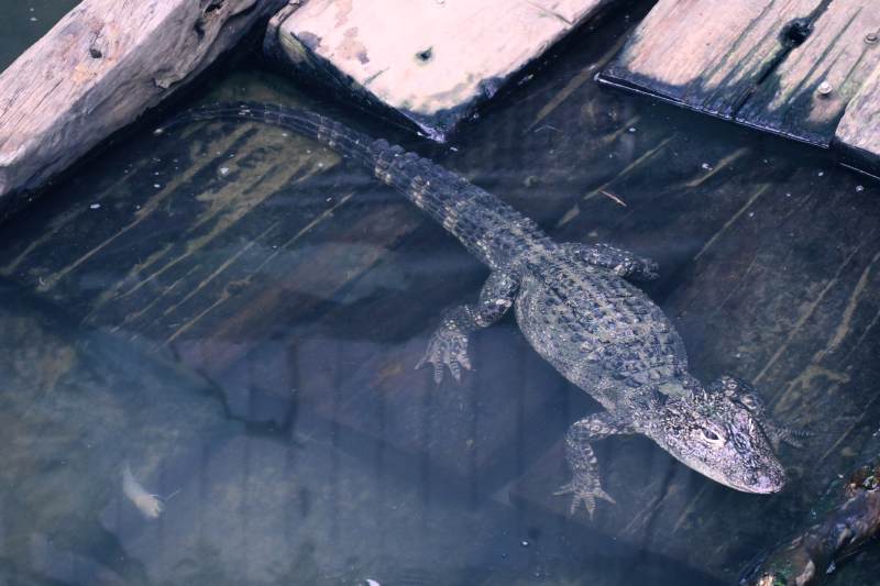 水中鳄鱼静悄悄图片