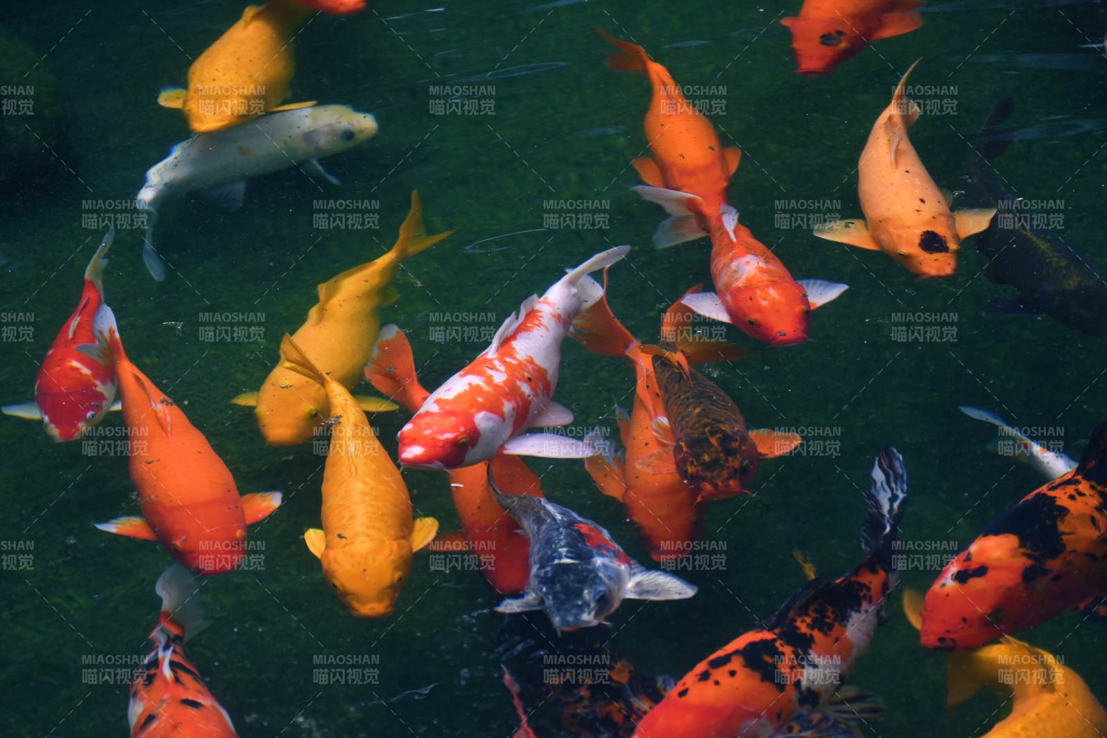 池中锦鲤游弋图图片