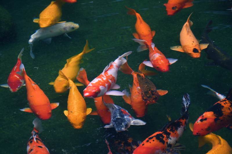 池中锦鲤游弋图图片