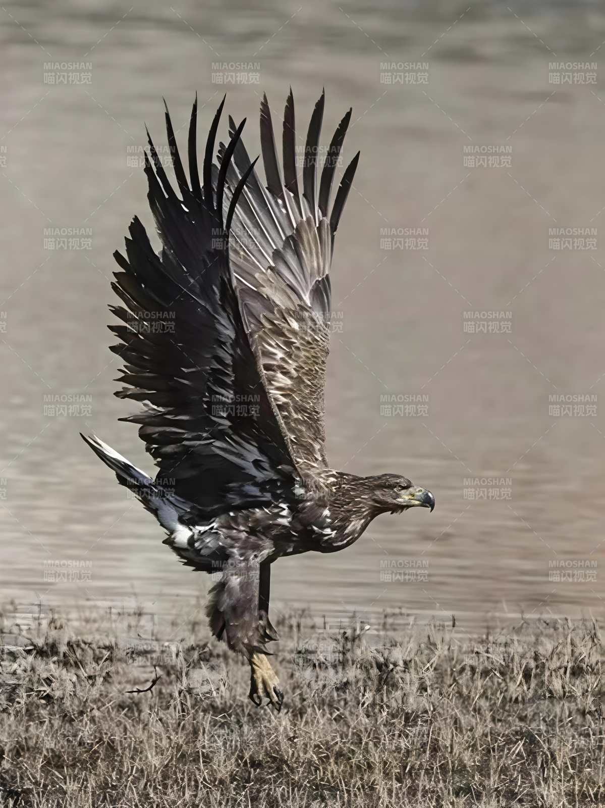 雄鹰展翅 凌空而降图片