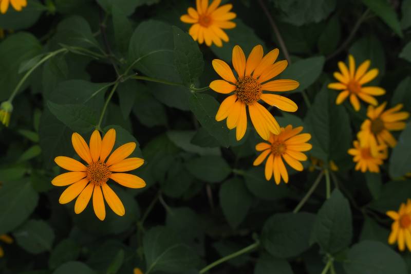 金黄色花朵在绿叶中绽放图片