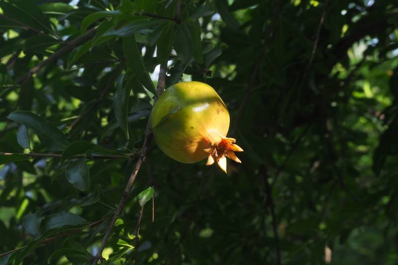 树上的石榴果图片