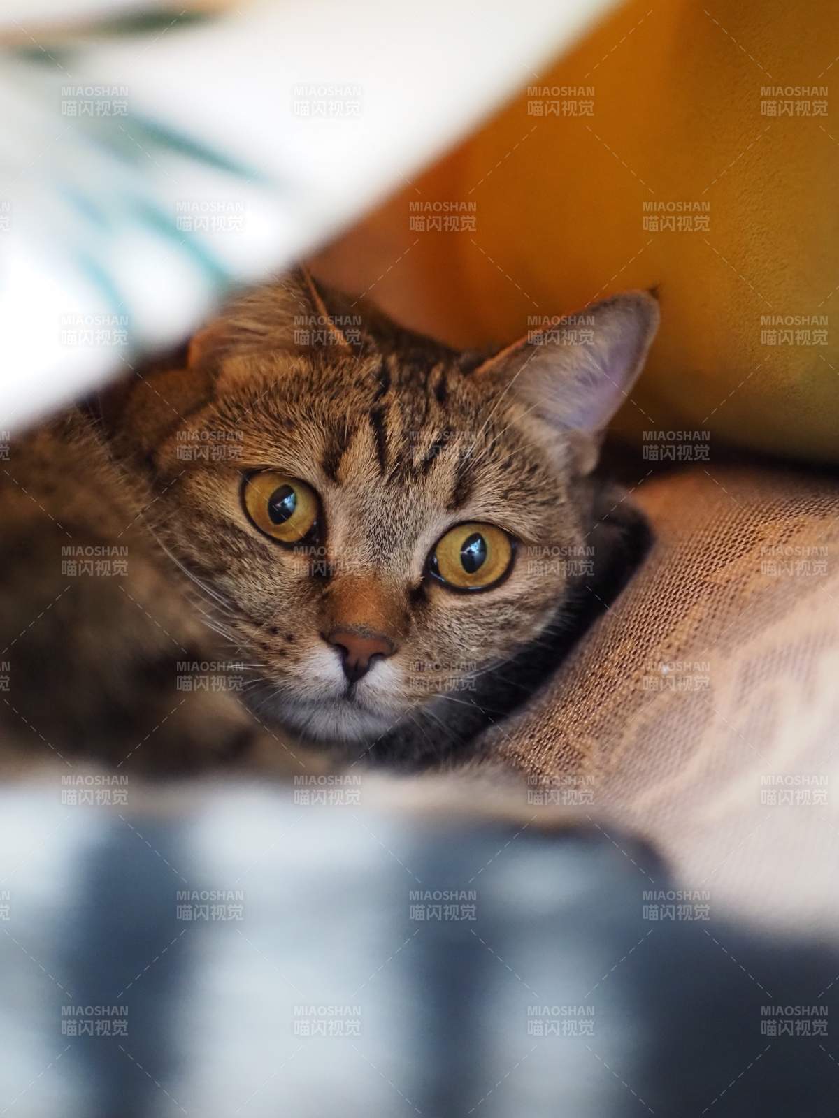 慵懒猫咪的温馨时光图片