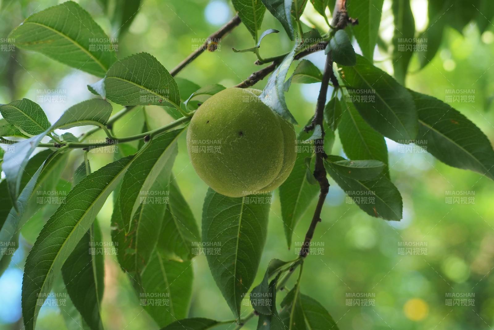 树上的青色桃子图片
