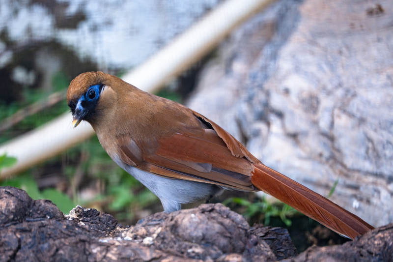 棕噪鹛栖息于岩石旁图片
