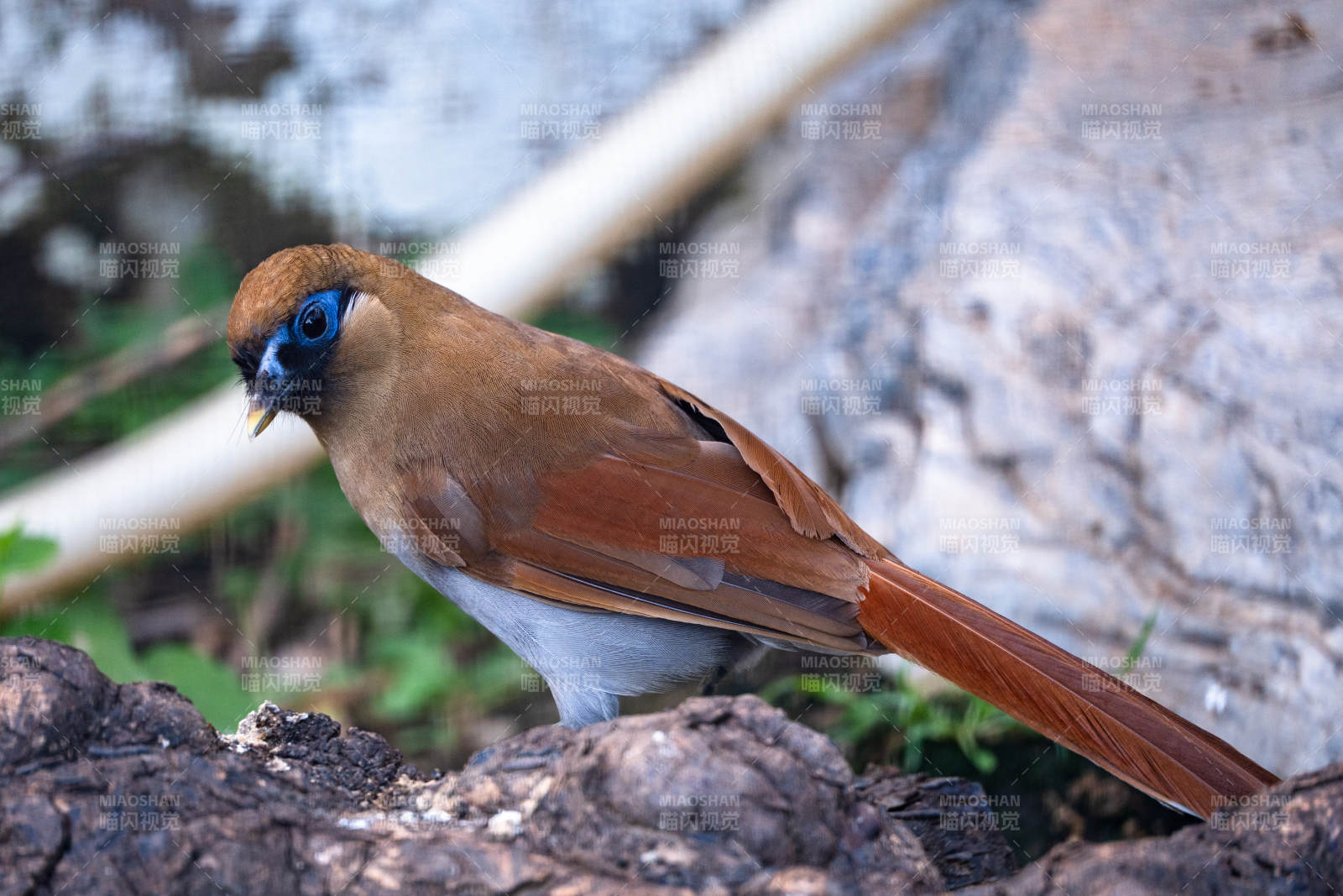 棕噪鹛栖息于岩石旁图片