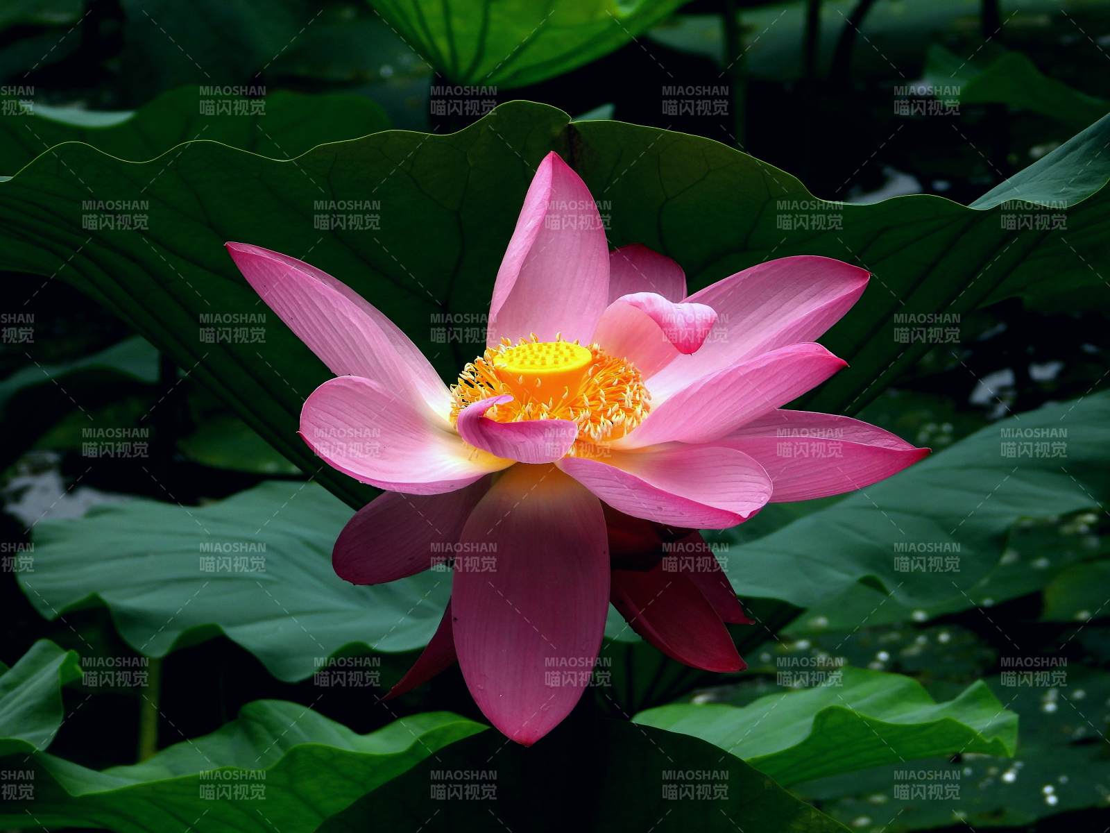 粉红莲花绽放水中图片