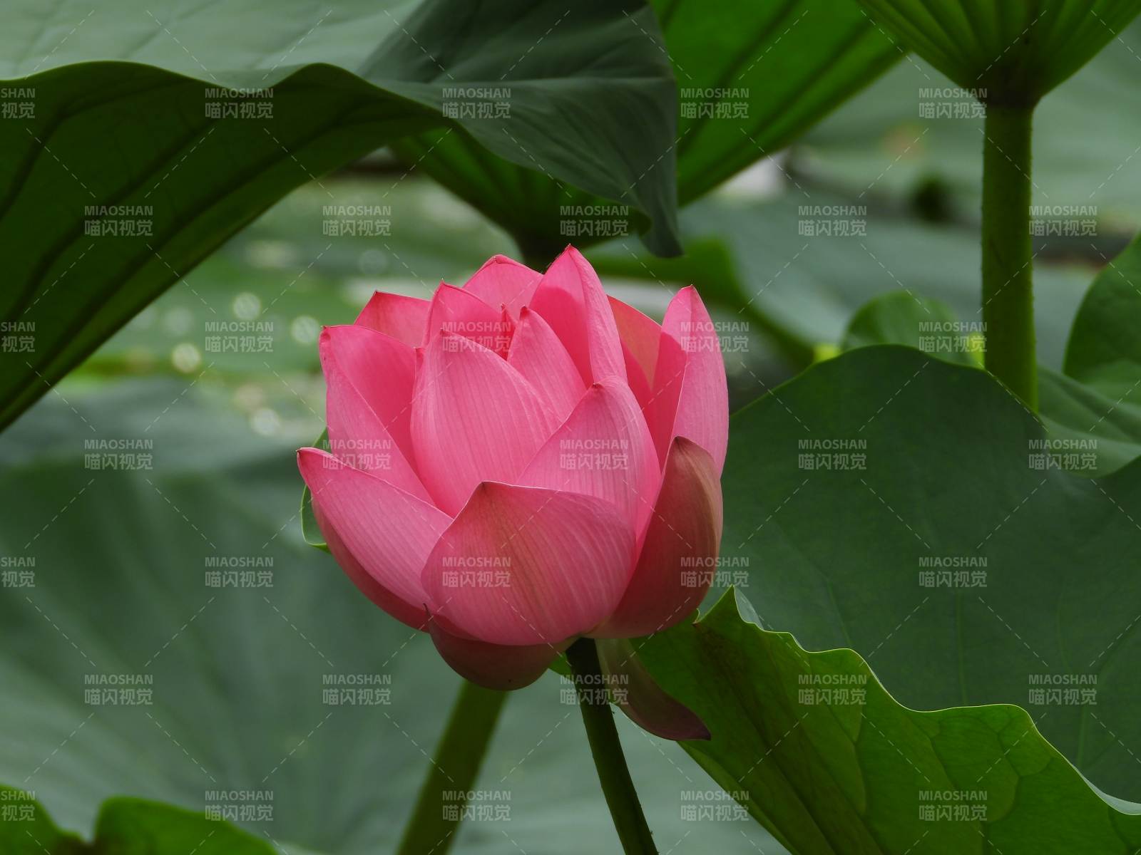 粉红莲花在绿叶中绽放图片