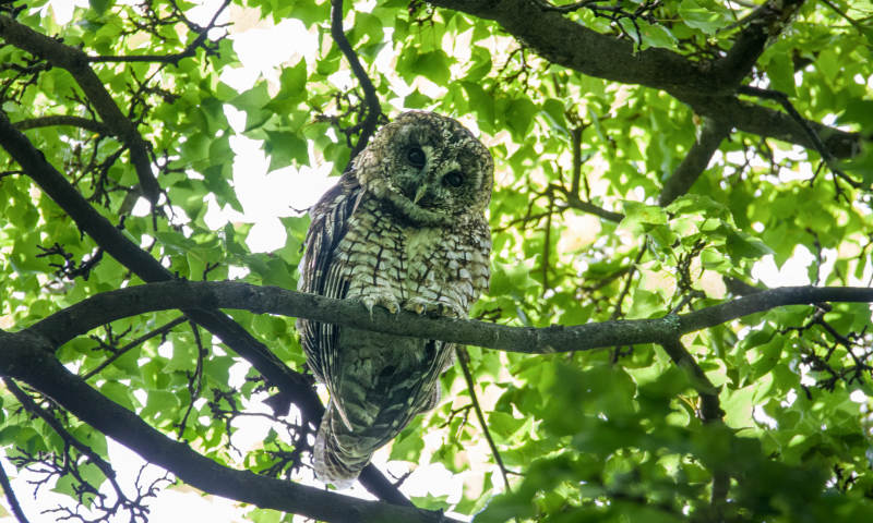 树梢上的猫头鹰图片