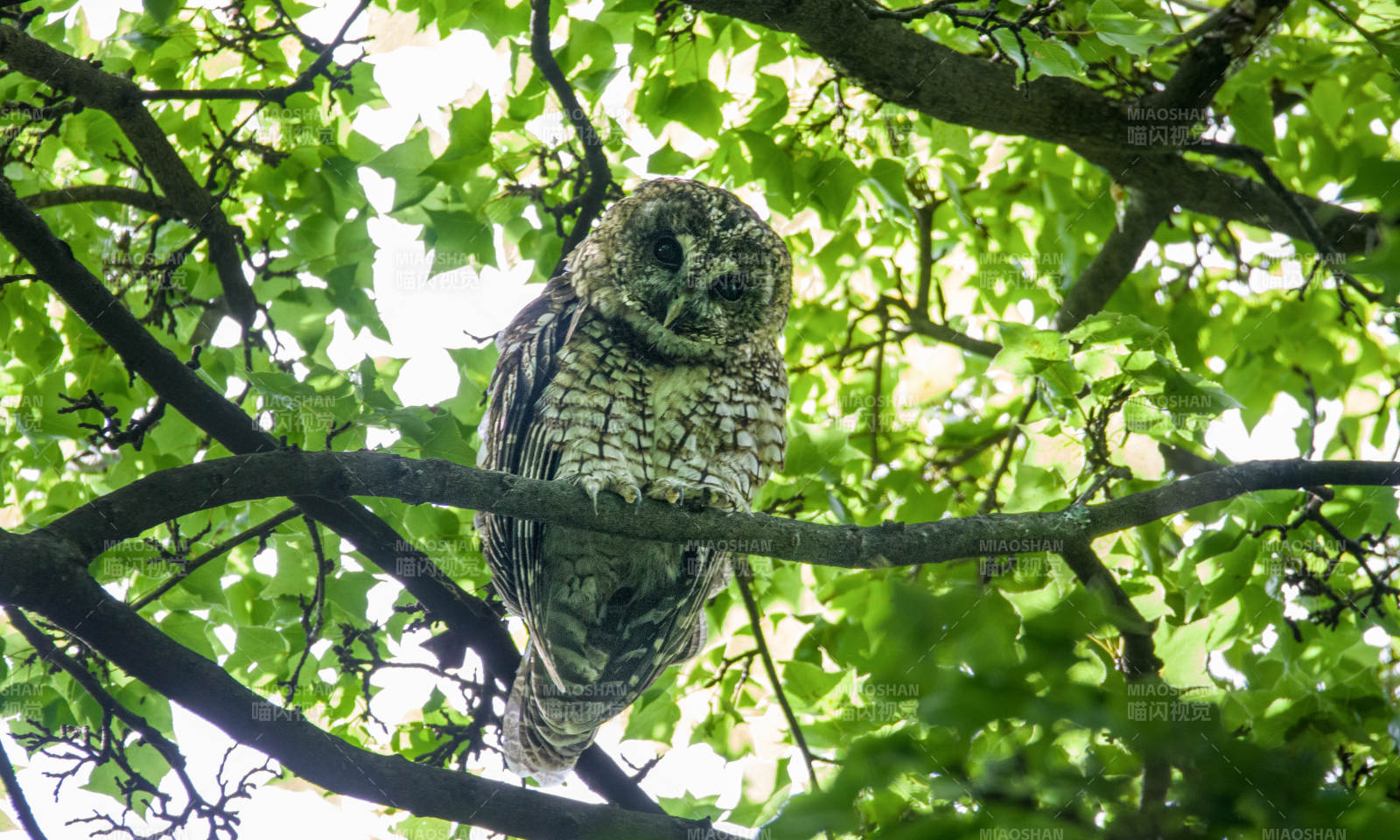 树梢上的猫头鹰图片