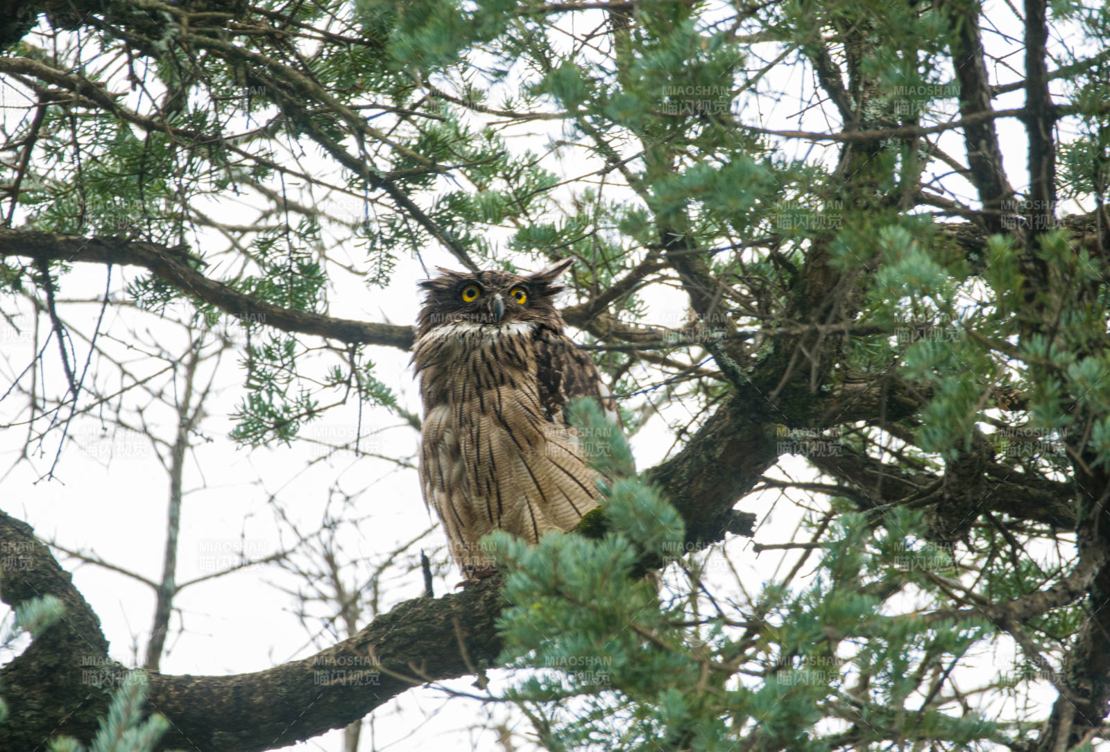 树梢上的猫头鹰图片