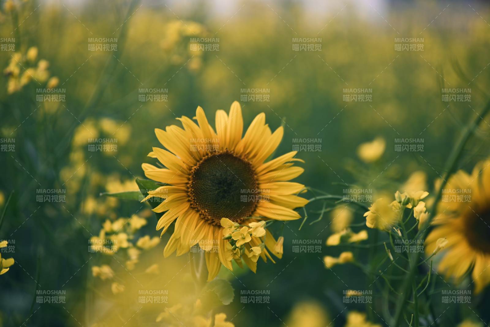 向日葵的温暖阳光图片