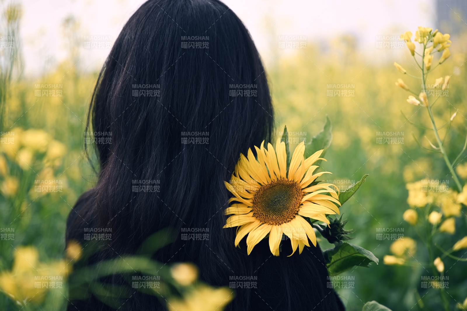 向日葵与背影的温柔邂逅图片