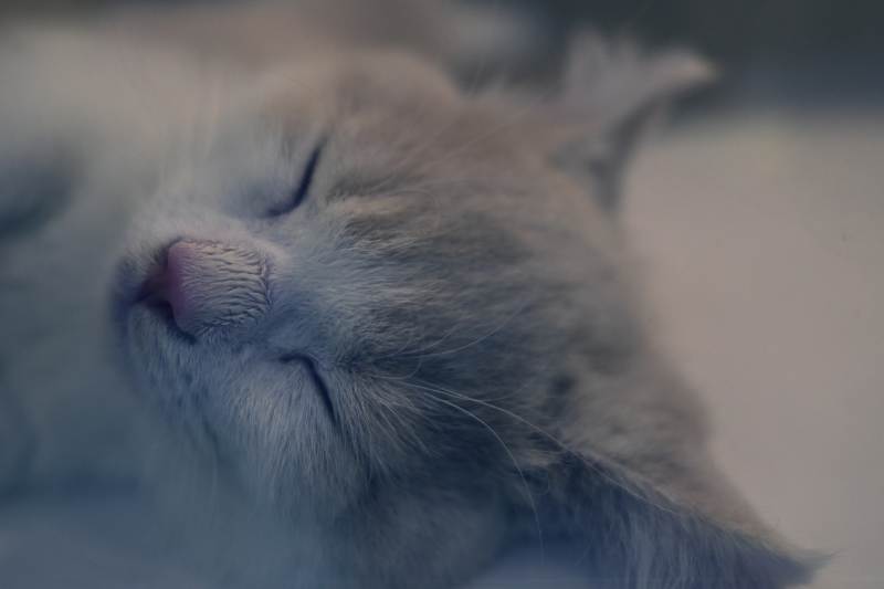 熟睡的小猫图片