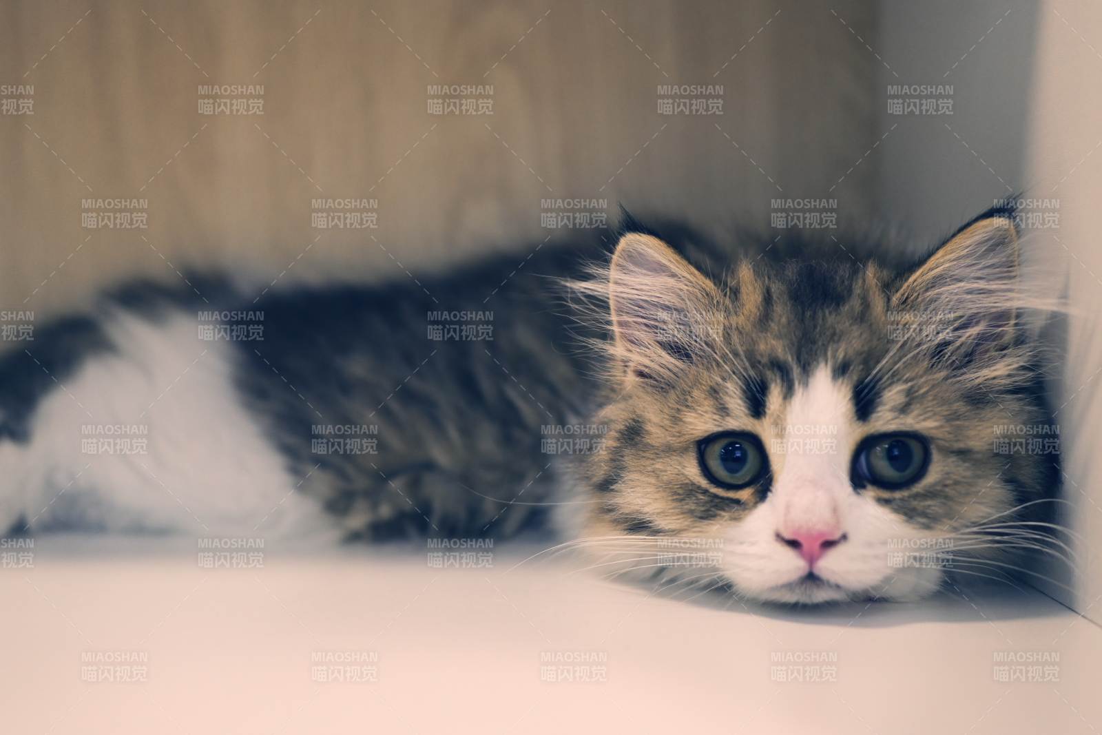 小猫安静地躺在角落里图片