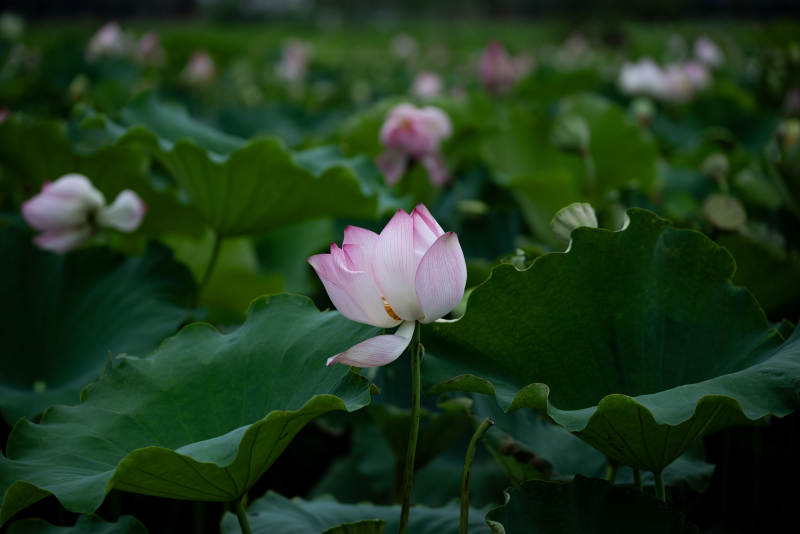 荷花盛开 绿叶相伴图片