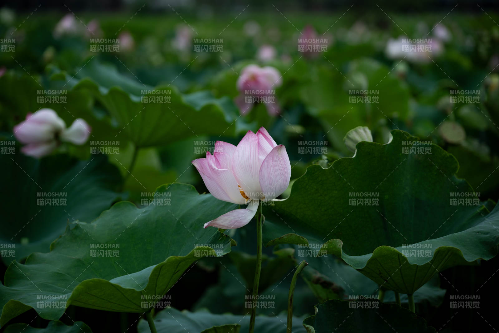 荷花盛开 绿叶相伴图片