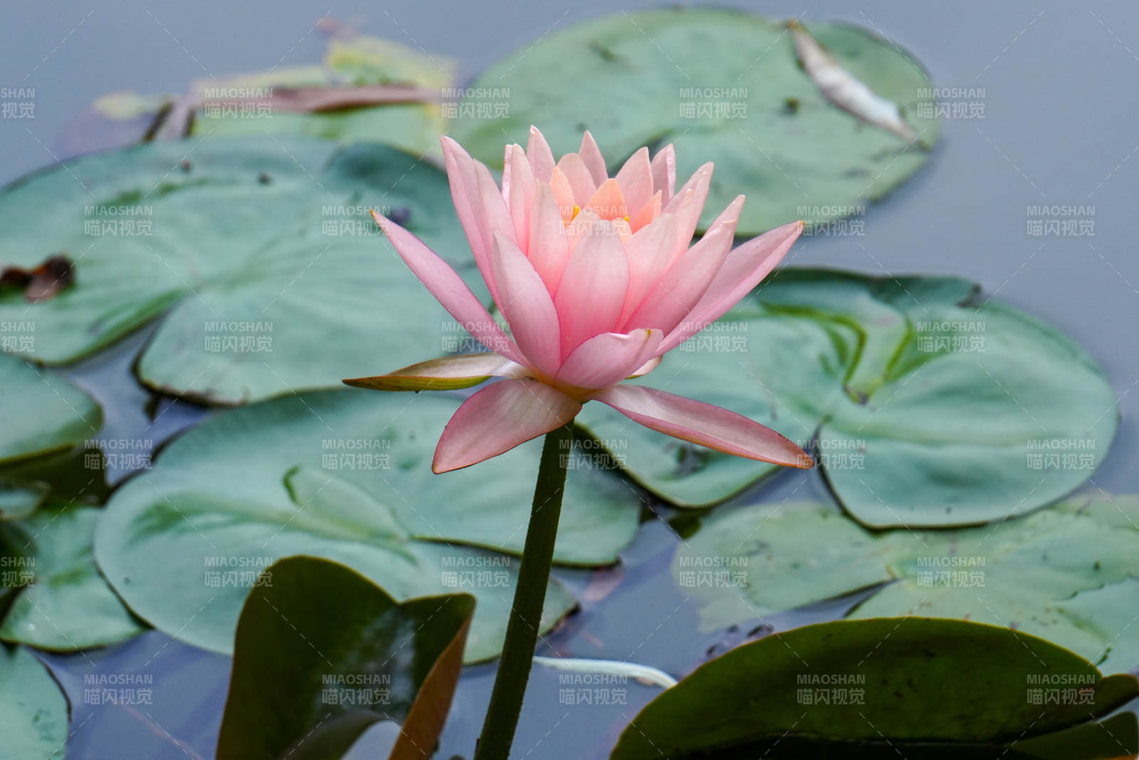 池塘中的粉色莲花图片
