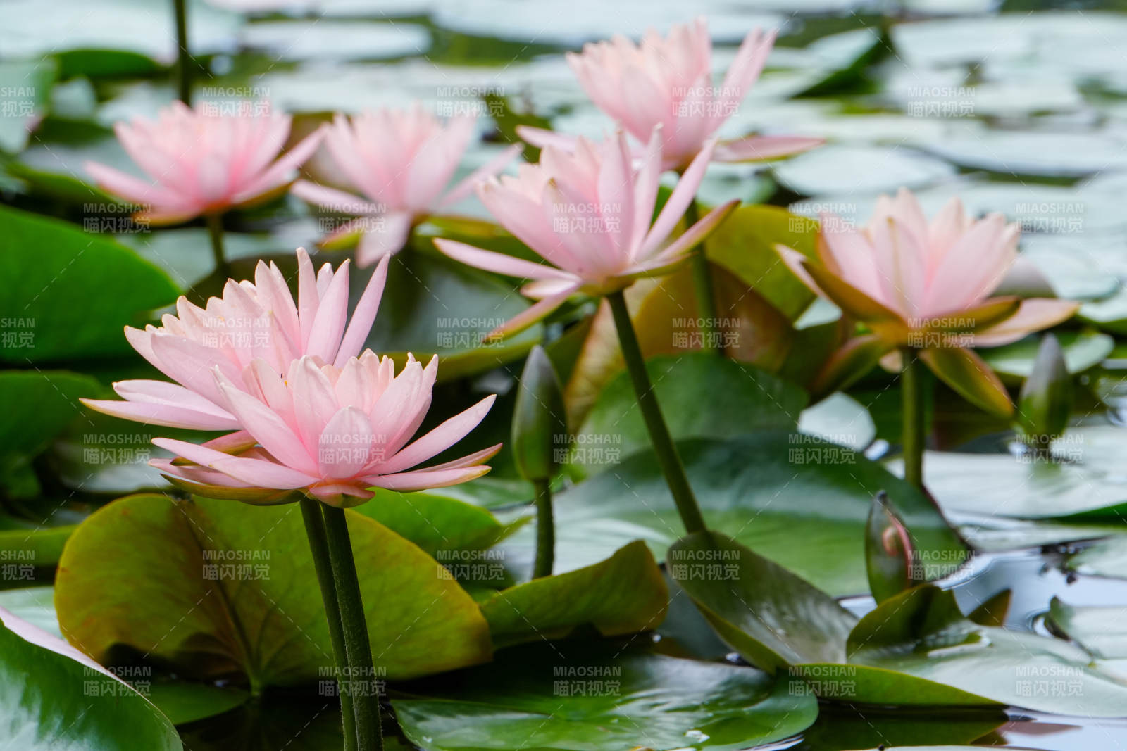 粉色睡莲静谧绽放图片