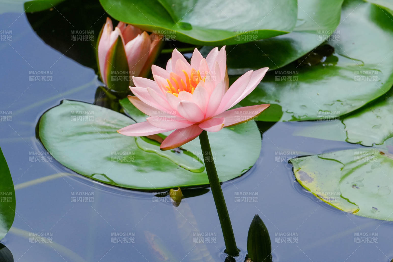 池塘中的粉色睡莲图片