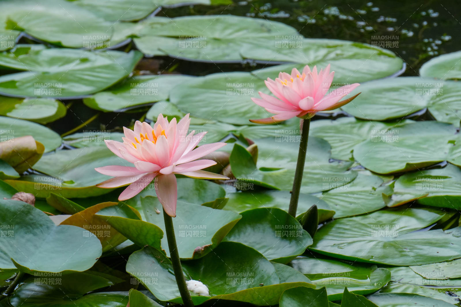池塘中的粉色莲花图片