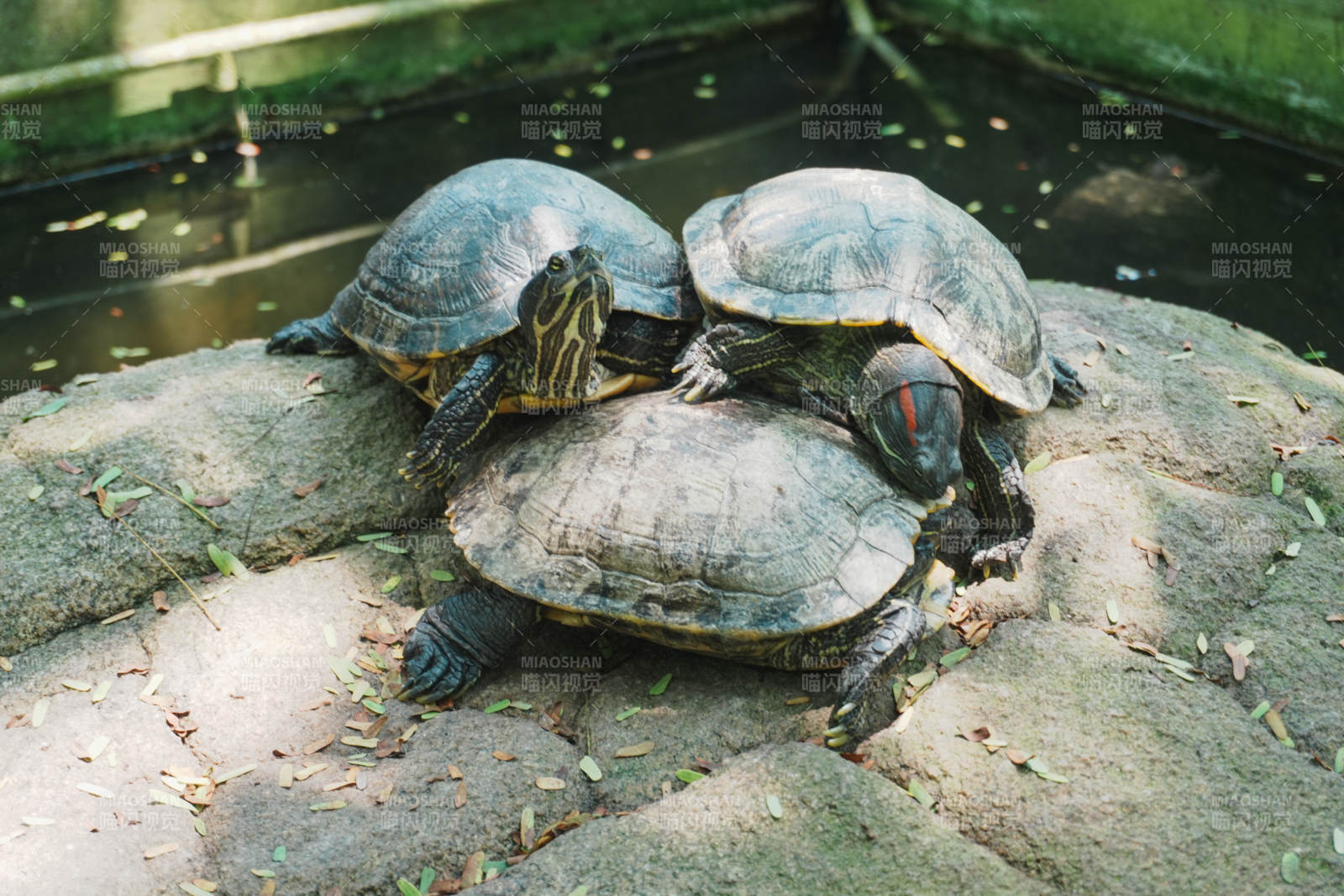 三只乌龟晒太阳图片
