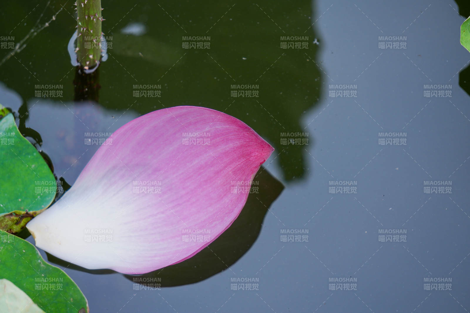 水中莲花 粉白相映图片