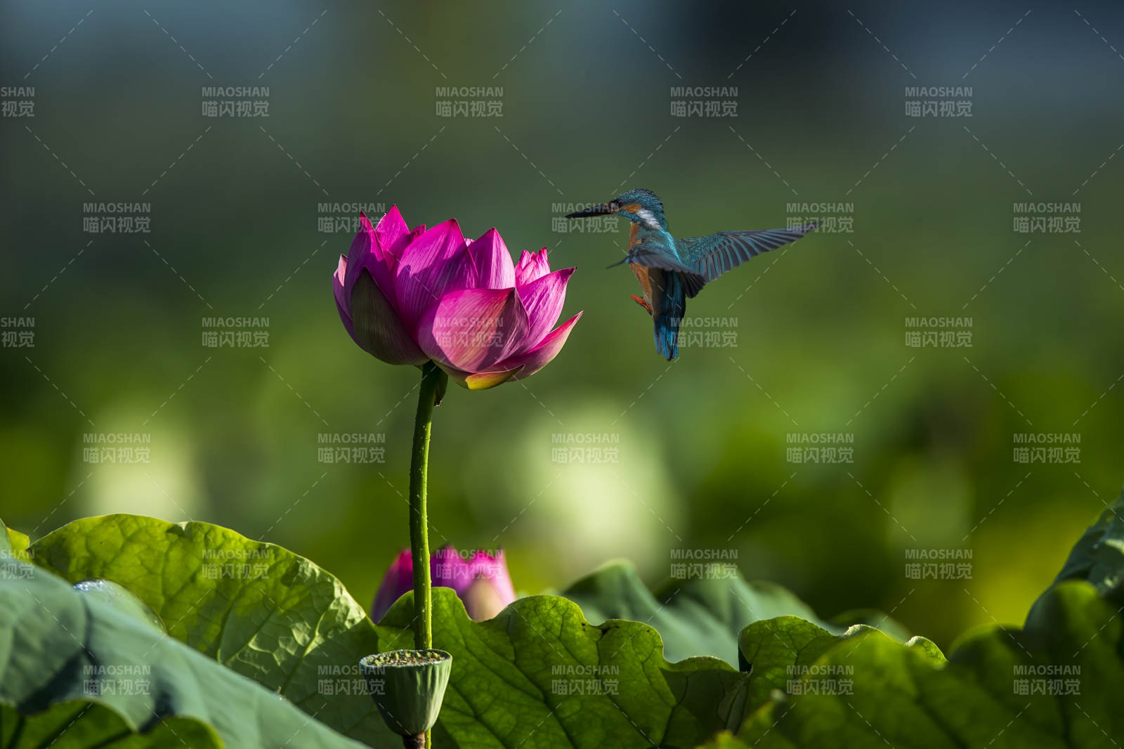 翠鸟飞舞 莲花绽放图片