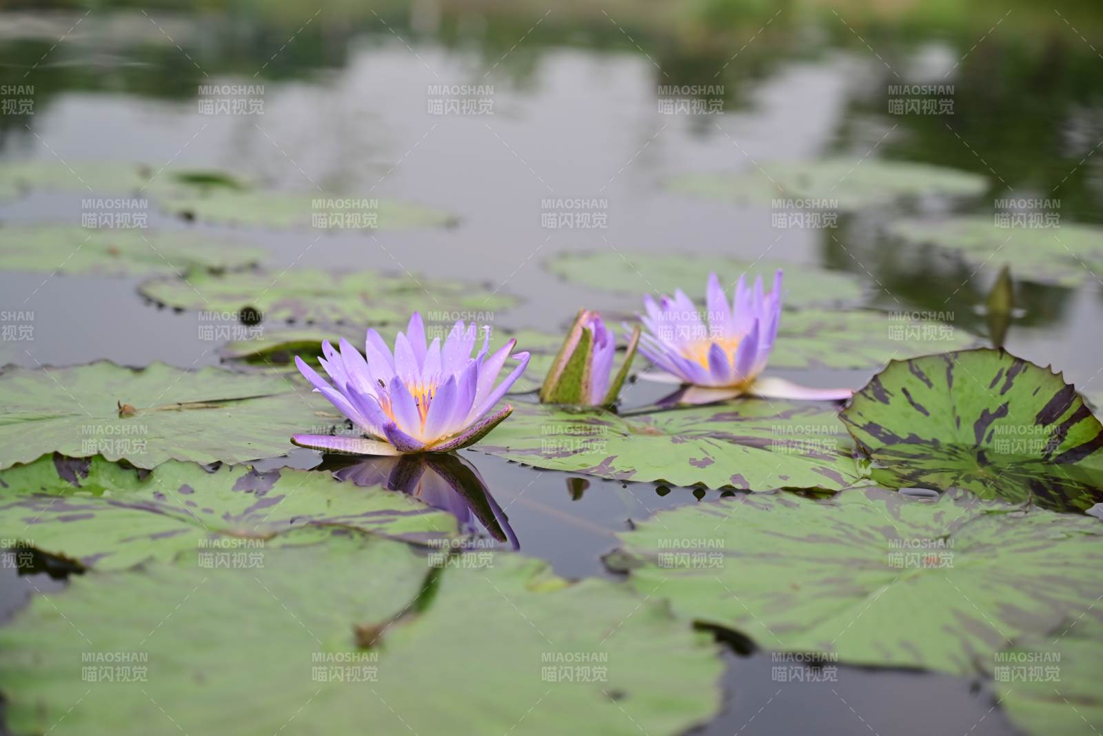 池塘中的紫色莲花图片