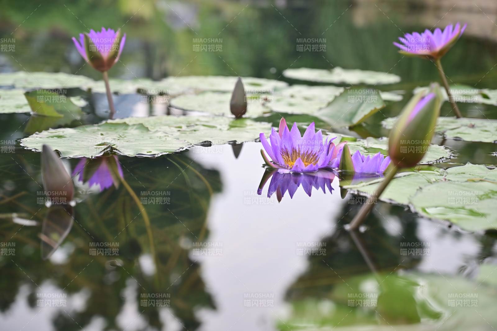 池塘中的紫色莲花图片