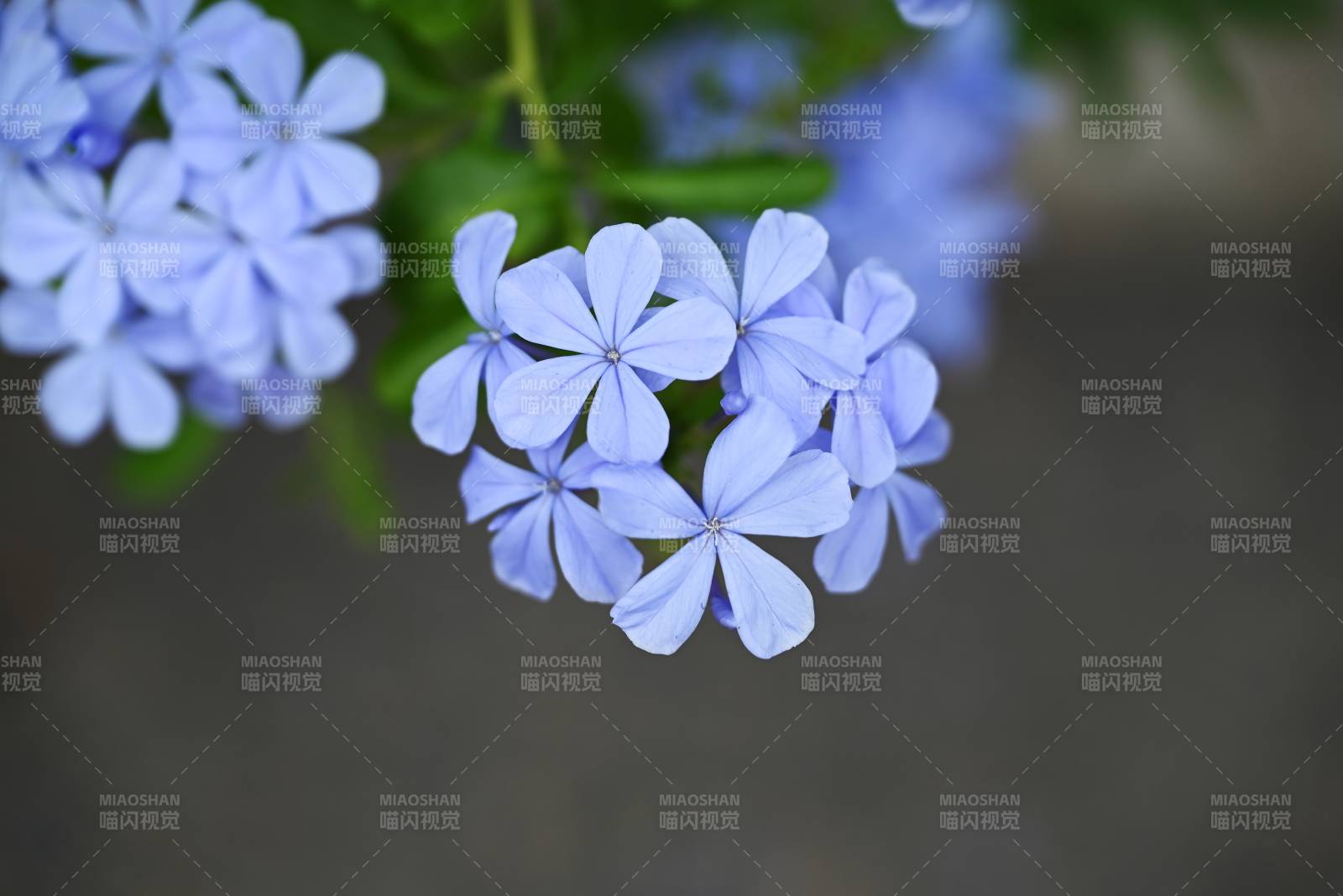 淡雅蓝雪花图片