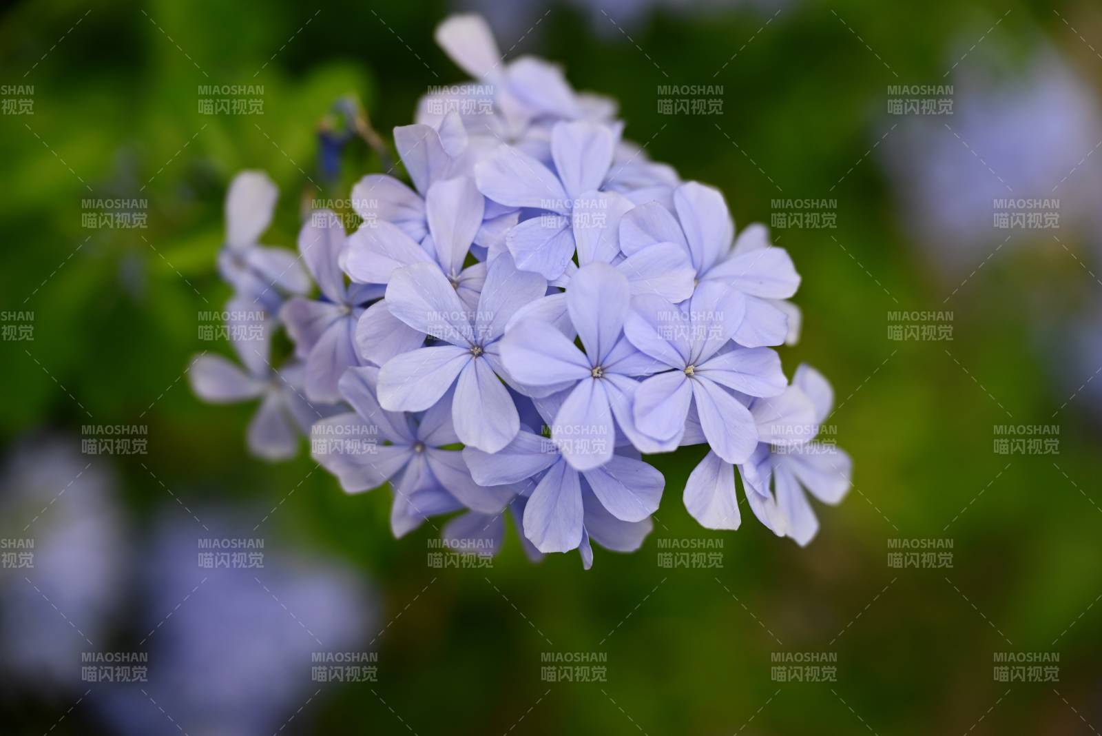 淡雅蓝雪花图片