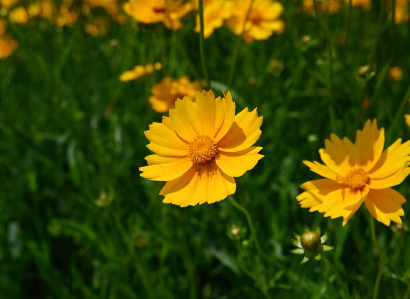 金黄色的花朵在阳光下绽放图片