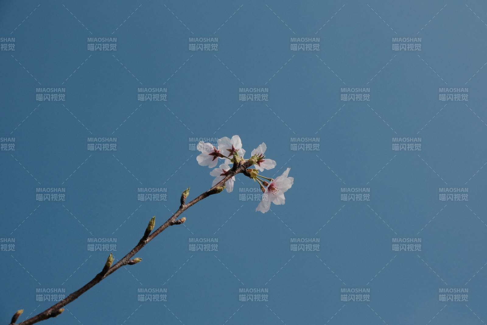 蓝天下的樱花枝头图片