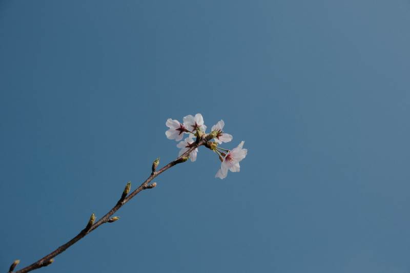 蓝天下的樱花枝头图片