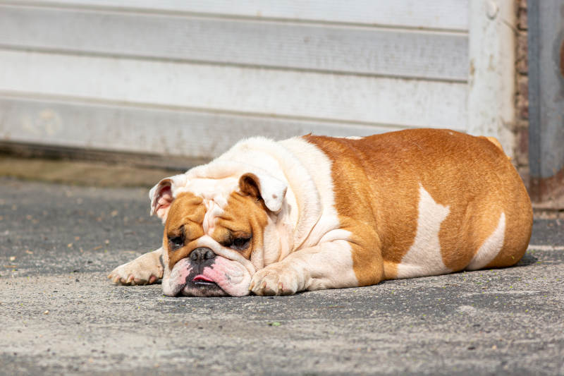 悠闲的斗牛犬小憩图片