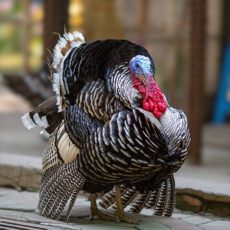火鸡的华丽展示图片