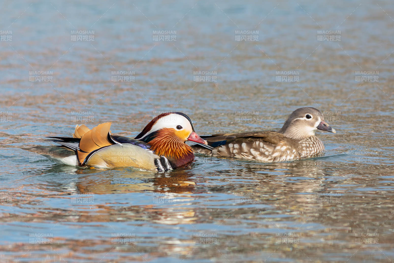 鸳鸯戏水 情意绵绵图片