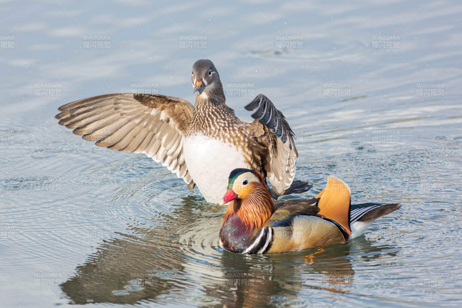 鸳鸯戏水 展翅飞翔图片
