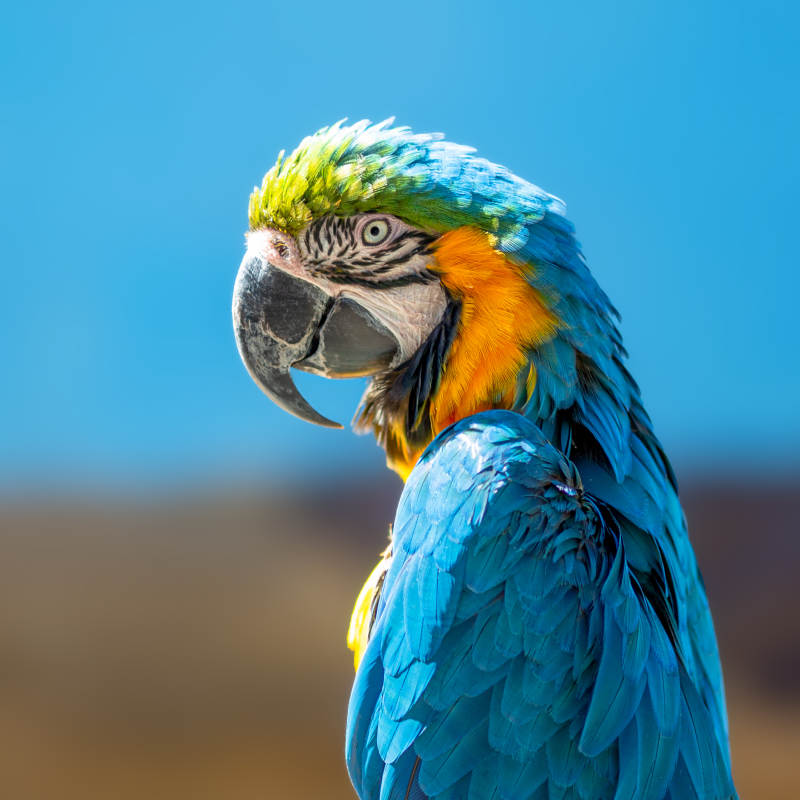 蓝黄金刚鹦鹉的风采图片