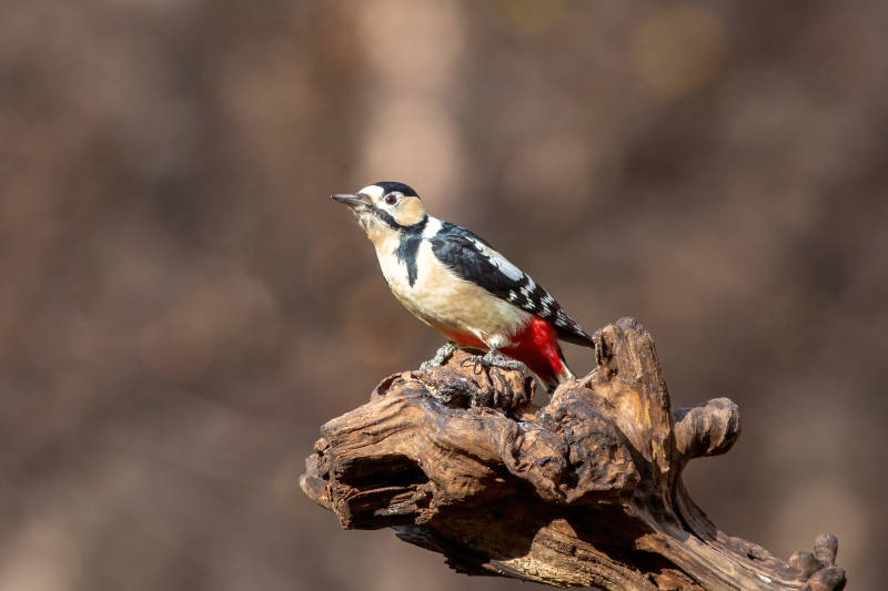 啄木鸟栖息于枯木之上图片