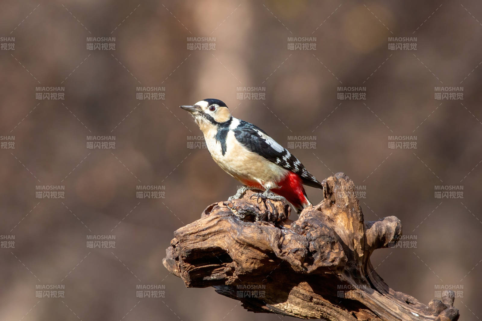 啄木鸟栖息于枯木之上图片