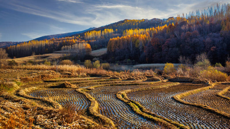 秋日梯田 山林映辉图片