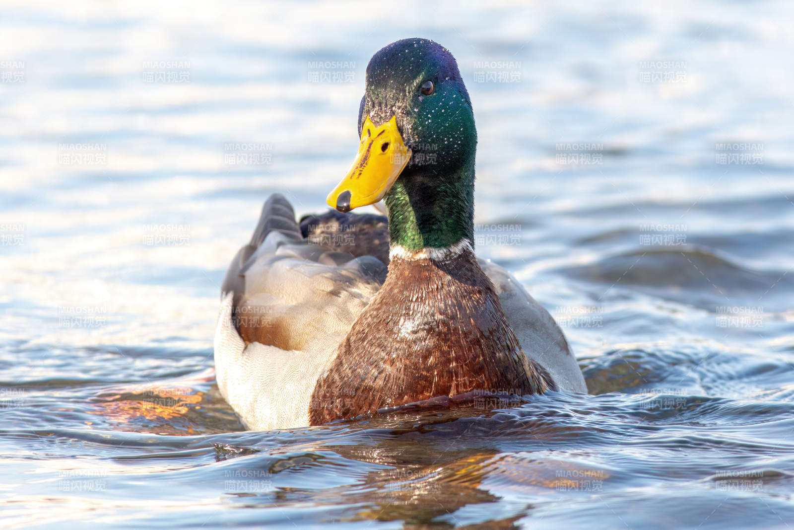 水中游弋的绿头鸭图片